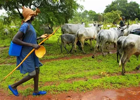 Fulani Community in Plateau Demands End to Unprovoked Attacks on Herders